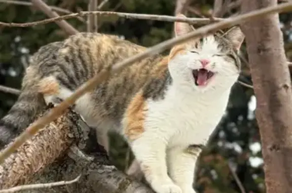 Пропала кошка, Айдаровская улица, 12, Воронеж - ласковая и доверчивая - photo