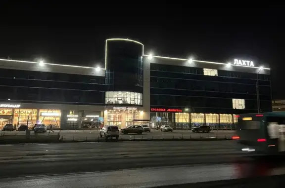 Найдена кошка, Санкт-Петербург, фото: Найдена кошка, улица Оптиков, Санкт-Петербург - трёхцветная на дороге