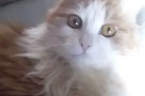 Пропал кот, Гаванская улица, 59, Казань - рыжий, белый - photo