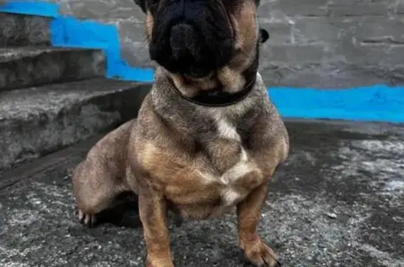 Найдена собака, Ставрополь, фото: Найдена собака, женский пол, улица Репина, 143 к1, Ставрополь - воспитанная и неконфликтная