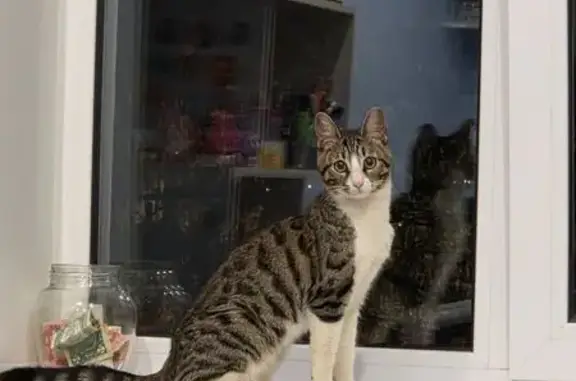 Найдена кошка, Курск, фото: Найдена кошка, Школьная улица, 5/1, Курск - трёхцветная