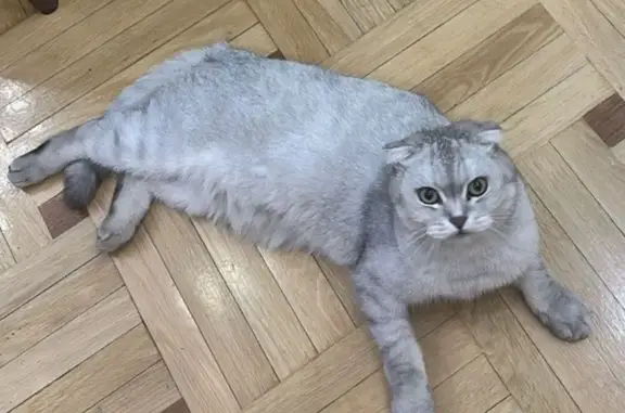 Пропал кот, улица Батырая, 22, Махачкала - photo