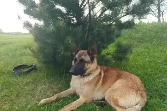 Пропал собака, Баркасово, Красноторовка - кличка Алтай, 2 года - photo