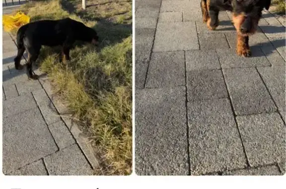 Найдена собака, Ростов-на-Дону, фото: Найдена собака, Левобережная улица, 6/6 с3, Ростов-на-Дону - девочка ягдтерьер