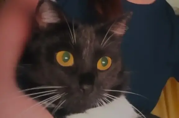 Пропала кошка, женский пол, улица Данилова, 26, Череповец - черная с белой грудкой и оранжевым ошейником - photo