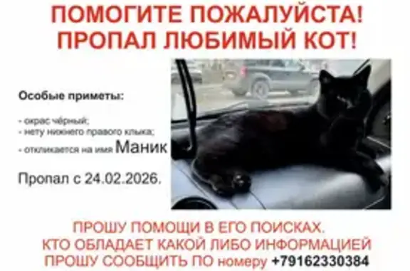 Пропал кот, Партизанская улица, район Щербинка, Подольск - чёрный красивый и ласковый - photo