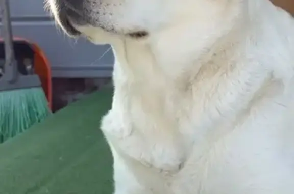 Найдена собака, Казань, фото: Найдена собака, улица Доверия, 5, Казань - девочка светлого цвета