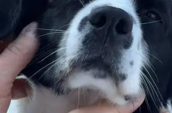 Найдена собака, Кострома, фото: Найдена собака, Юбилейная улица, Кострома - кобель в ошейнике