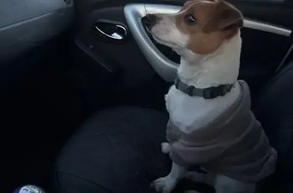 Найдена собака, Белгород, фото: Найден собака, Комсомольская улица, 25, Белгород - джек рассел терьер в ошейнике