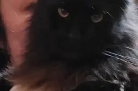 Пропала кошка, Новгородская улица, Любань - черный дым - photo