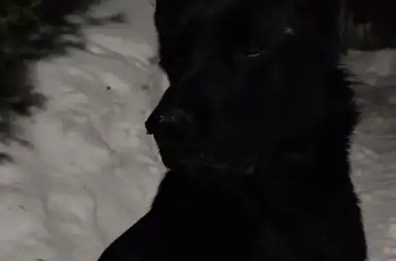 Пропала собака, женская, Заречная улица, 35, имени Цюрупы - немецкая овчарка с белыми точками - photo