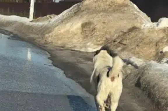 Пропал собака, Истра, Московская область - светлый алабай с тёмными ушами и пятнами - photo