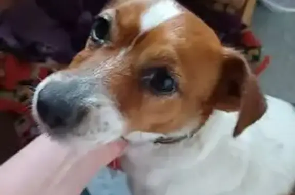 Найдена собака, Воронеж, фото: Найдена собака, Шиловская улица, 29, Воронеж - белая с оранжевыми пятнами