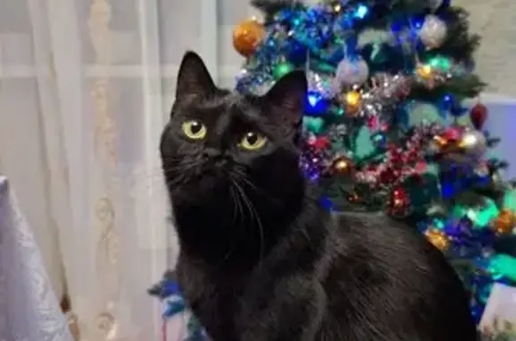 Пропала кошка, улица Королёва, 16, Губкин - чёрная гладкошёрстная - photo