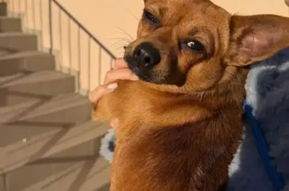 Найдена собака, Сочи, фото: Найден собака, Пасечная улица, 30, Сочи - рыжий чихуахуа