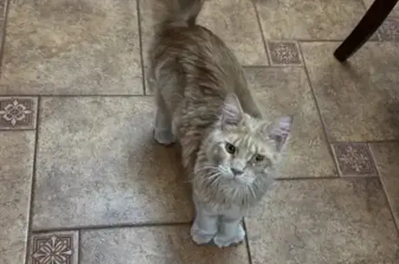 Пропал кот, Раздольная улица, Константиновка - мейнкун, 7 месяцев - photo