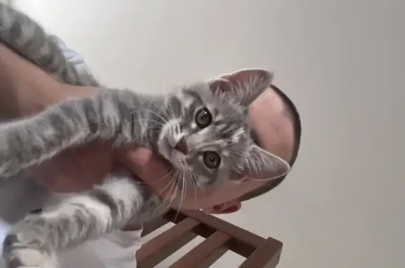 Пропала кошка, Южная улица, 15, Набережные Челны - небольшая серая кошка с коричневым полумесяцем на лбу - photo