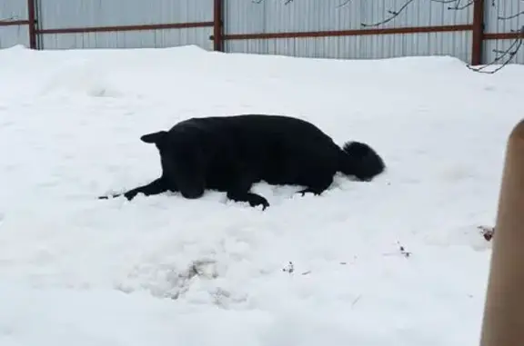 Пропал собака, Каланча СДТ им. Мичурина, Пенза - смесь шарпея с лабрадором - photo