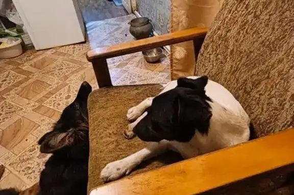 Пропал собака, Первомайская улица, 202, Мелехово - белый с чёрной головой - photo