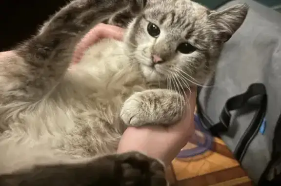 Найдена кошка, Воронеж, фото: Найдена кошка, Воронеж, Воронежская область - напугана, чуть не сбила машина