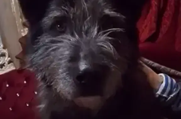 Пропала собака, Рвы, Тульская область - гиперактивная с ошейником - photo