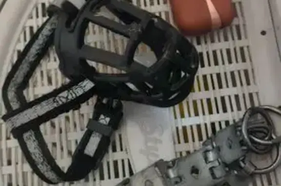 Найдена собака, Нижний Новгород, фото: Найден собака, улица Сергея Тюленина, 7А, Нижний Новгород - в строгом ошейнике и наморднике
