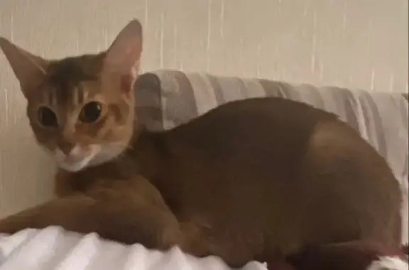 Пропала кошка, улица Борисовка, Мытищи - абиссинская порода - photo