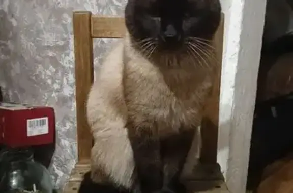 Пропал кот, Столярный переулок, 6, Кемерово - сиамский, крупный - photo