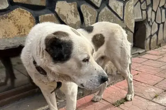 Пропал собака, Кленовая улица, 19, Вельяминово - алабай откликается на имя Рахат - photo