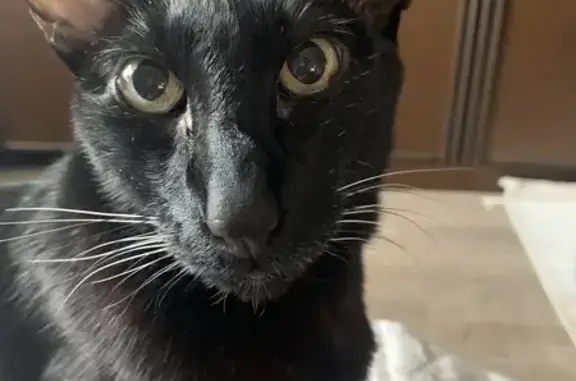 Пропал кот, улица Тимура Фрунзе, Москва - черный окрас, ориентальный - photo