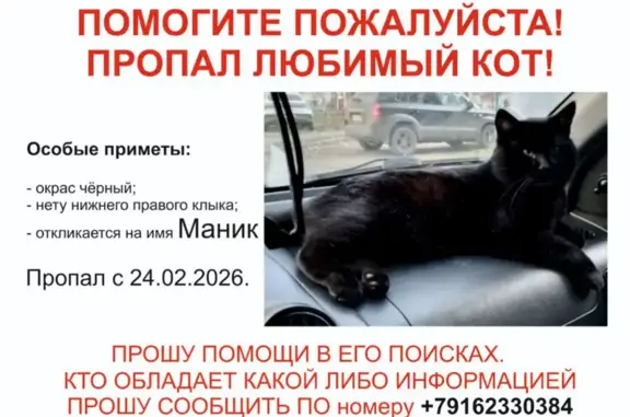 Пропал кот, Партизанская улица, 49 к1, Москва - чёрный, отсутствует нижний правый клык - photo