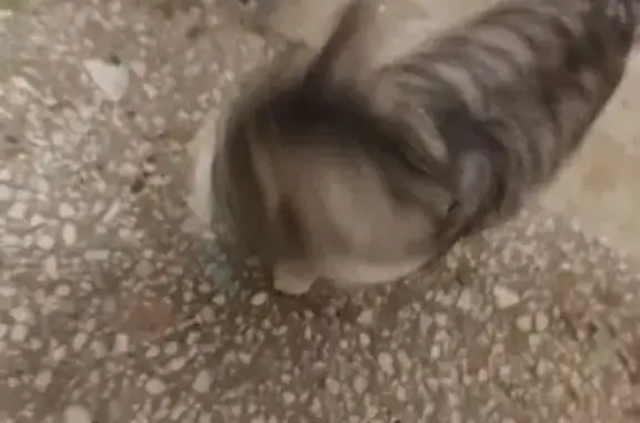 Найдена кошка, Москва, фото: Найден кот, Строгинский бульвар, Москва - молодой и худощавый