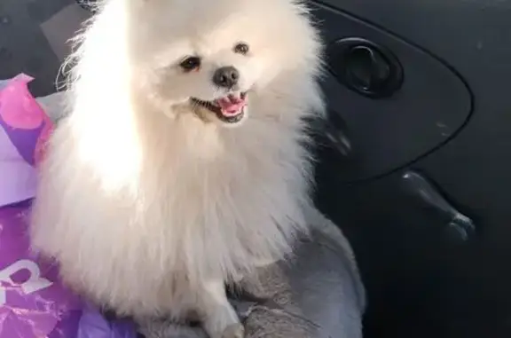 Найдена собака, Краснодар, фото: Найден собака, улица Бершанской, 402/1, Краснодар - шпиц белый окрас