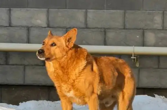 Найдена собака, Одинцовский, фото: Найден собака, Лазурная улица, 20, Одинцовский - рыжий кобель, добрый и ухоженный