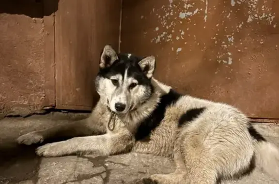 Найдена собака, Электросталь, фото: Найден собака, мужской, Первомайская улица, 2Б, Электросталь - ошейник с карабином