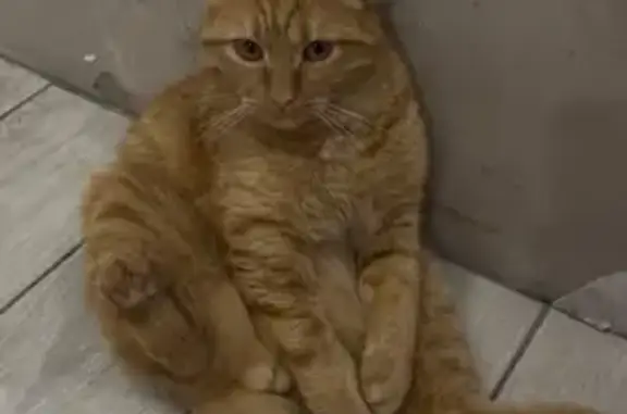 Пропал кот, улица Иванова, Верхнеуральск - рыжий, ушел вечером - photo