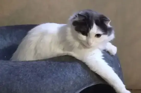 Кошки потеряшки, Красноярск, фото: Потеряшка кошка, улица Говорова, 52, Красноярск - пушистая белая с серым окрасом