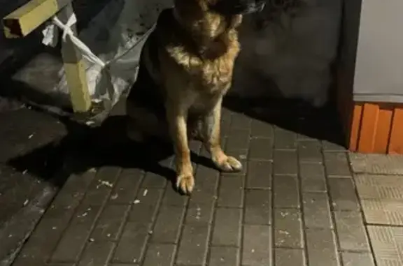 Найдена собака, Следнево, фото: Найден собака, мужской, Двориковское шоссе, Следнево - кобель немецкой овчарки