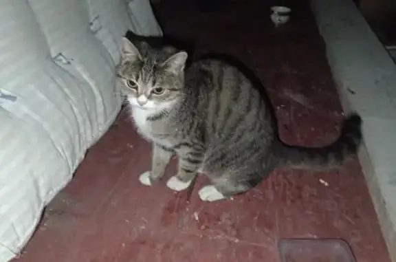 Найдена кошка, Томск, фото: Найдена кошка, Томск, Томская область - окрас три цвета с полосками