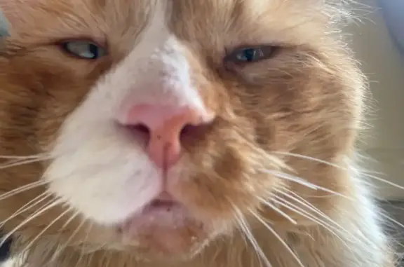 Пропал кот, переулок Богачёва, 96, Ростов-на-Дону - большой рыжий, вес 6 кг - photo