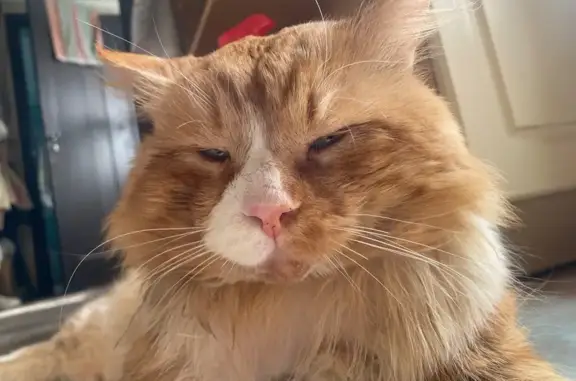 Пропал кот, переулок Богачёва, 96, Ростов-на-Дону - большой рыжий, вес 6 кг - photo