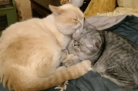 Пропал кот, улица Горбуновой, 6А, Киров - бело-рыжий, голубые глаза - photo