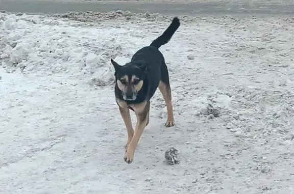 Найдена собака, Новосибирск, фото: Найден собака, мужской, площадь Станиславского, 17, Новосибирск - в ошейнике