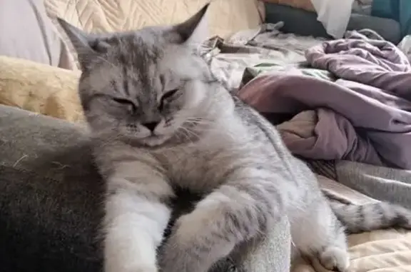 Пропала кошка, улица Горбуновой, 6А, Киров - девочка породы Шотландская - photo