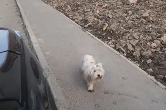 Найдена собака, Владивосток, фото: Найдена собака, Русская улица, Владивосток - район больница Рабаков