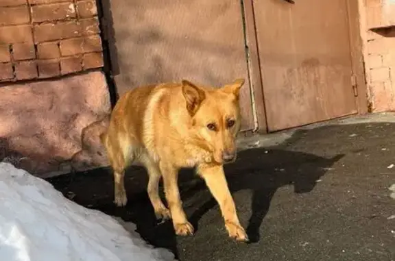 Найдена собака, Казань, фото: Найден собака, Казань, Татарстан