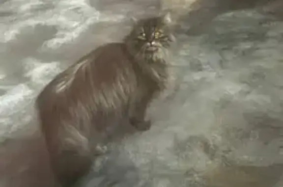 Пропала кошка, Южный переулок, 4/2, Бабяково - пушистая серого окраса - photo