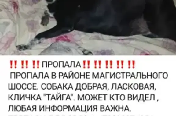 Объявления о пропавших и найденных животных, Комсомольск-на-Амуре, фото: Пропала собака, Магистральное шоссе, Комсомольск-на-Амуре - черный окрас, добрая и ласковая