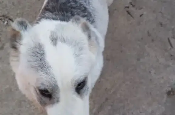 Найдена собака, Верхний Юрт, фото: Найден собака, 33, Верхний Юрт, Верхний Юрт