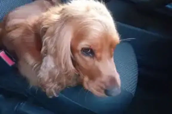 Найдена собака, Шатура, фото: Найдена собака, проспект Ильича, Шатура - девочка спаниэль с зеленым ошейником